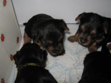 Australischer Terrier Welpen mit Papiere