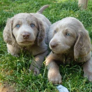 Weimaranerwelpen . langhaar / kurzhaar