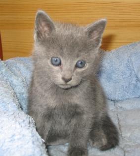 Russisch Blau Kitten