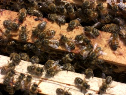 Bienen Ableger