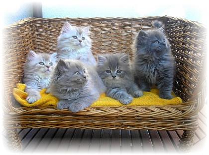 Britisch Langhaar-Kitten Highlander