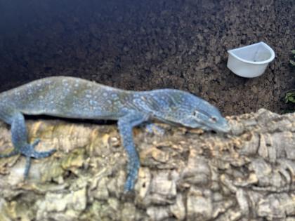 Varanus macraei 1. 0 nz18