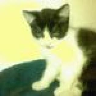 Katzenkinder abzugeben
