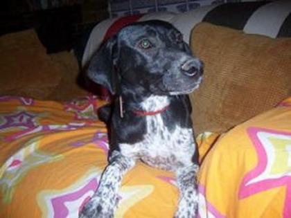 Sunny Labbi-Pointer-Mix sucht eine Familie