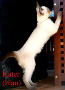 Siamkitten - Old Style Siamese Wichien-Maat