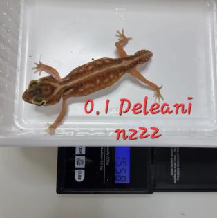 Amyae Wheeleri Deleani lucasium Diplodactylus