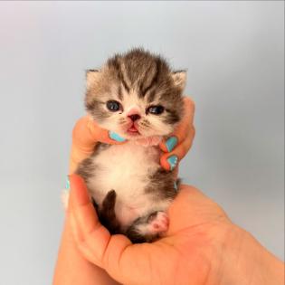 Exotic Shorthair Schönheiten Fibie und Ferrero suchen neue Familie