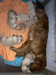 Golden Retriever Welpen ab Mitte Juli abzugeben