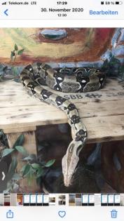 Boa Constrictor Imperator