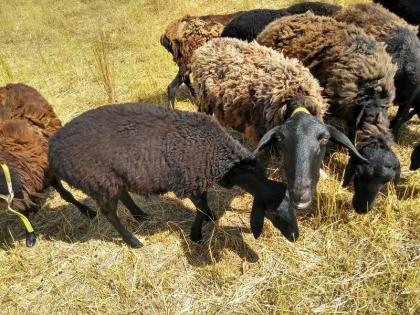 Hissar - Fettsteiß - Schafe Bock Nutztiere