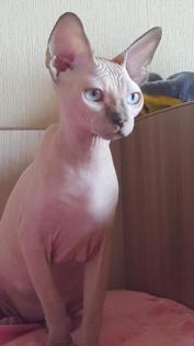 Canadian Sphynx
