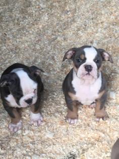 Old English Bulldog Welpen mit Papiere