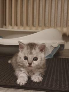 4 zuckersüße Selkirk Rex/ Main-Coon Mix Kitten