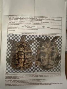 Griechische Landschildkröte weiblich zu verkaufen