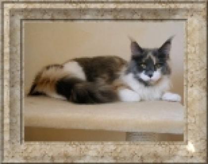 Arctic Shadows Maine Coon Hobbyzucht