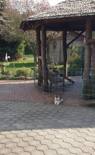 Unsere pomsky Welpen sind geboren