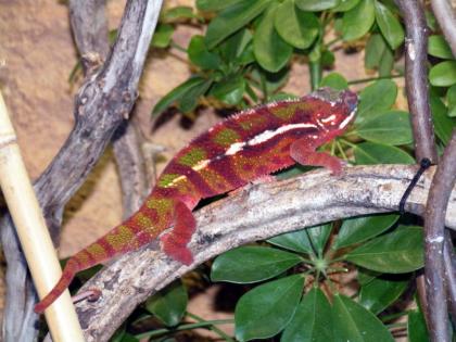 Verkaufe Pantherchamäleons 1. 0 Tamatave, 1. 0 Ambanja Blue Diamond