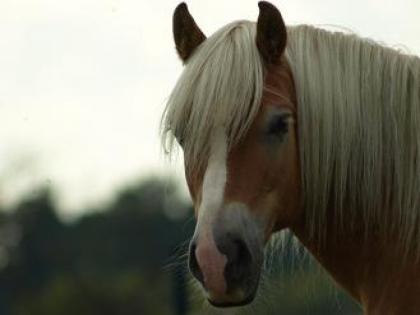 Biete Reitbeteiligung auf lieben Haflingerwallach