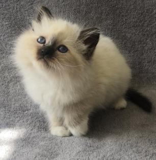 Heilige Birma Kitten suchen ein neues Zuhause