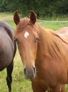 Qaurter Horse Stute 2, 5J