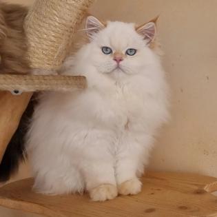 British langhaar, BLH Kitten, Kätzchen