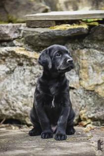 Wurfplanung 2023 Labrador Welpen vom Sauboden FCI für Familie und Jagd