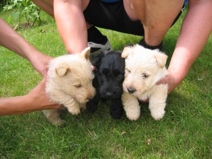 Scottisch Terrier