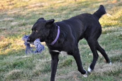 Blacky sucht ein zuhause