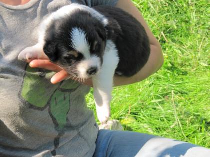2 Aussiewelpen Rüden, bluemerle, blacktri azugeb