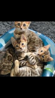 Bengalkatzen suchen neues Zuhause