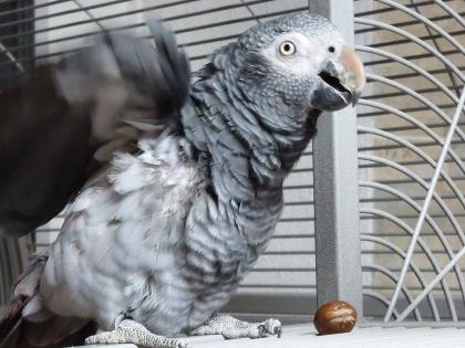 Timneh Graupapagei gesucht