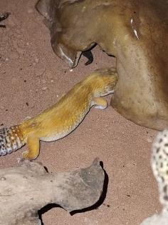 O. 2 Leopardgecko adult