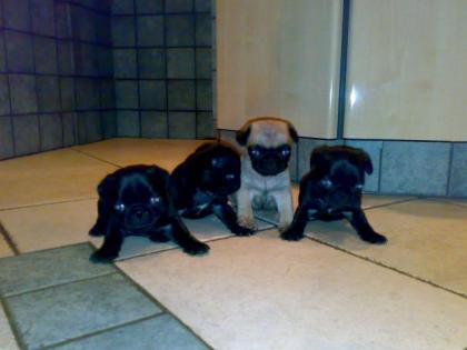 Mopsbabys