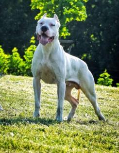 Dogo Argentino 15 Monate Rüde mit Stammbaum