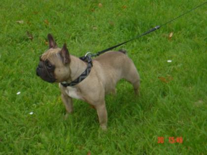 FRANZÖSICHER BULLDOGG RÜDE FAWN