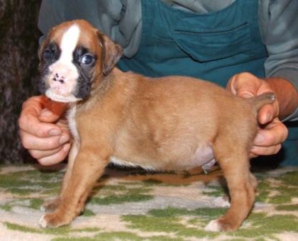 4 wunderschöne Boxer Welpen zu Verkaufen