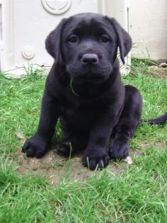Labradorwelpen aus alter engl. Blutlinie zu verkaufen