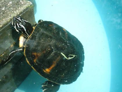 Florida-Rotbauch Schmuckschildkröte zu vergeben