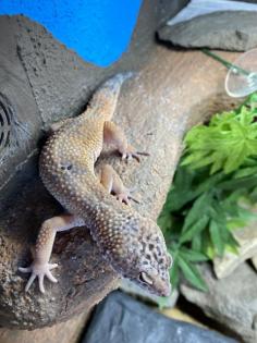 Gecko Weibchen zu verschenken