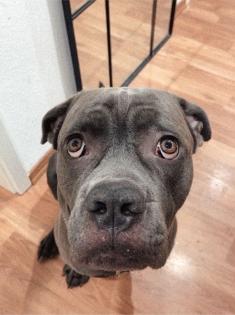 Cane Corso, 3 Jahre, unkastriert, in gute Hände abzugeben