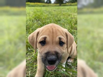 Amerikanische Bulldogge X Golden Retriever Mix welpen