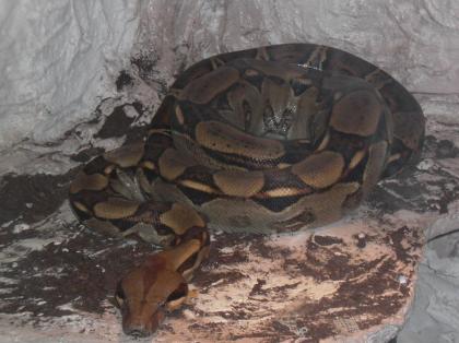 Boa Constrictor Imperator zu verkaufen