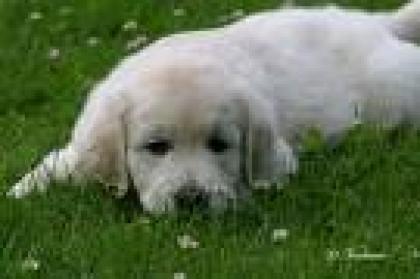 Suche ab mai 09 1 Golden Retriever Welpen Hündin
