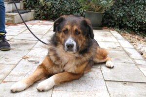 WOFFY - Mischling, Männlich, 4 Jahre, 66 cm, 38 kg, Gechipt, Kastriert