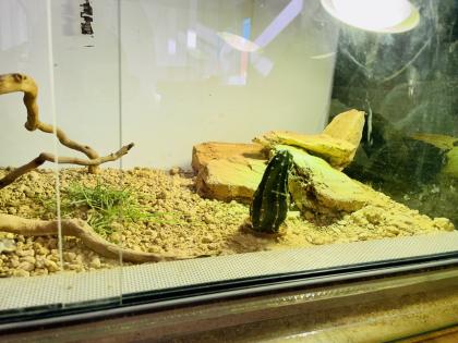 Terrarium mit Halsbandleguan w