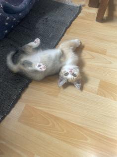 BKH Kitten mit Startpaket Auszugsbereit