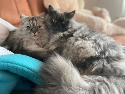Reinrassige Perser ohne Papiere