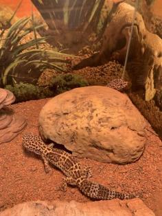 2 Leopardengeckos inkl. 2 Terrarien