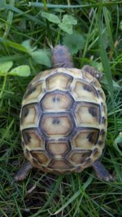 Griechische Landschildkröten 1-jährig