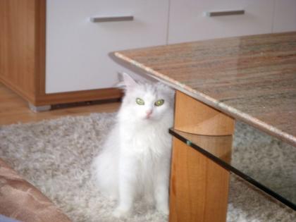 Süße Persermix-Katze zu verschenken